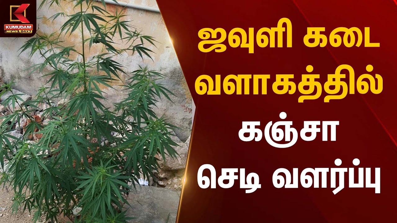 ஜவுளி கடை வளாகத்தில் கஞ்சா செடி வளர்ப்பு | Kanja Plant | Kumudam News