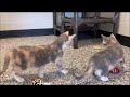 "Rainy" & "Robin"  ... adorable little dilute calico kittens.