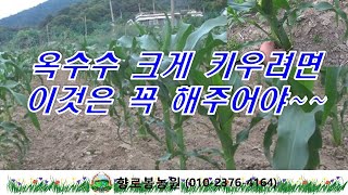 옥수수 제대로 키우려면 이것만은 꼭~~~~