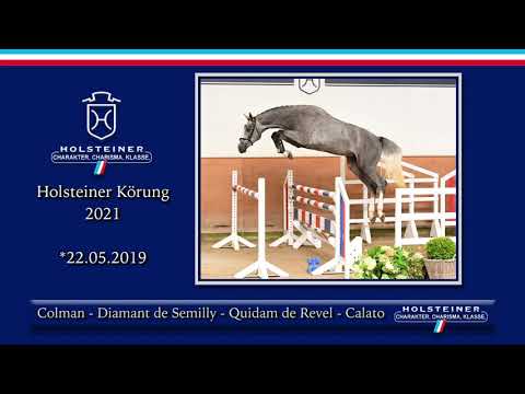 Holsteiner Körlot 2021 | Nr. 23 v. Colman - Diamant de Semilly - Quidam de Revel - Calato
