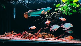 Download lagu Most Beautiful Channa Barca Fish Tank | Friendly Snakehead in Aquarium mp3