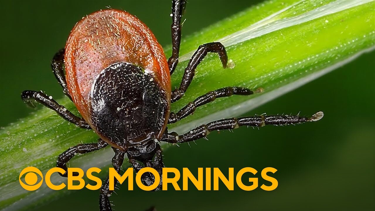Tick bites have soared this year. Here's why, and how to protect yourself