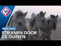 Dit vind je allemaal in de lente in de duinen - Omroep West
