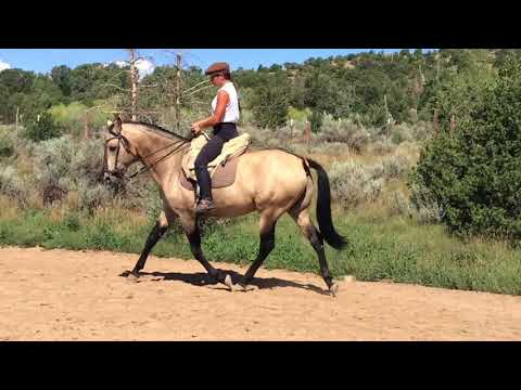 Orofino Buckskin Andalusian  S/P Stallion with Classical Training