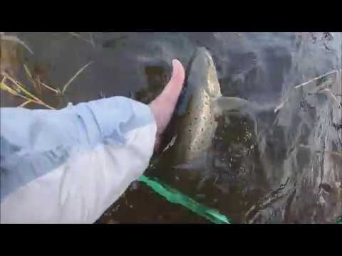 Markus Kalassa - Merikalastus 2019 Meritaimen rannalta lokakuussa