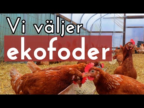 We choose organic feed despite warnings about toxins in organic eggs