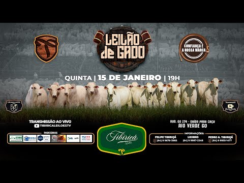 LEILÃO DE GADO 15/01/2026 - TIBIRIÇÁ LEILÕES 🐂🐂🐂