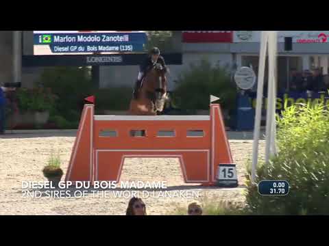 DIESEL GP DU BOIS MADAME - 2nd Sires of the World Lanaken