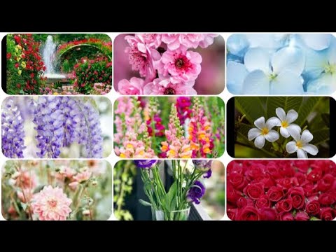 natural beautiful flowers in the world | Hooria's Heaven .