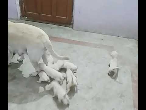 Siblings 🤩fighting ♥️ mom's  loves 🐕🐕