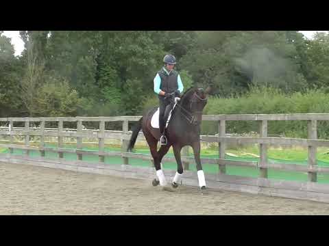 2012 DiMaggio x Florestan (m)