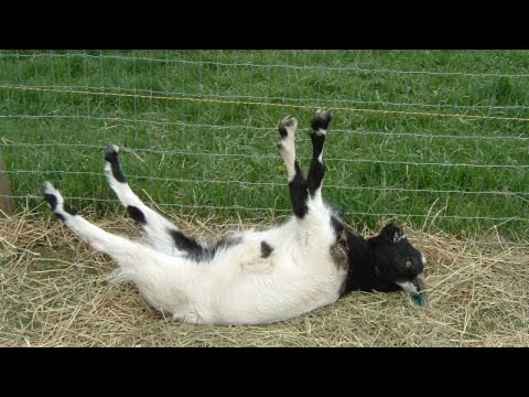FUNNY GOATS - FAINTING AND SCREAMS - TRY NOT TO LAUGH #1
