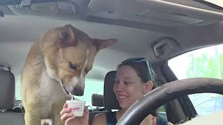 Video preview image #1 Akita-Unknown Mix Puppy For Sale in The Woodlands, TX, USA
