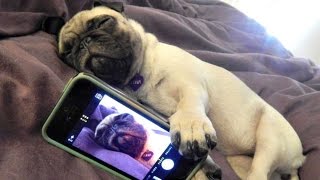 Funny Dogs but only Pug Videos | Pug Compilation 4 - InstaPugs