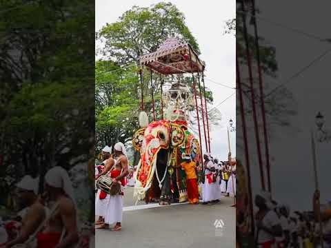 Kandy Esala Perehara | Day Perahara 2023 🇱🇰  #senkadagala #kandyesalaperahera