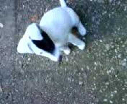 the big mad dog chase