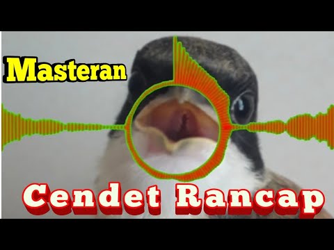 download lagu mp3 mp4 Masteran Cendet Speed, download lagu Masteran Cendet Speed gratis, unduh video klip Masteran Cendet Speed
