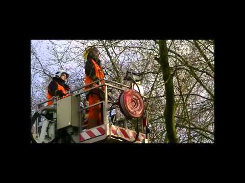 Boom dreigt te vallen Ter Apel.wmv