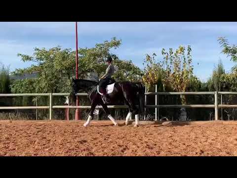 SOLD TO USA⚜️KAY TOP DRESSAGE WESTFALIAN HORSE SIR DONNERHALL X SANDRO HIT ⚜️