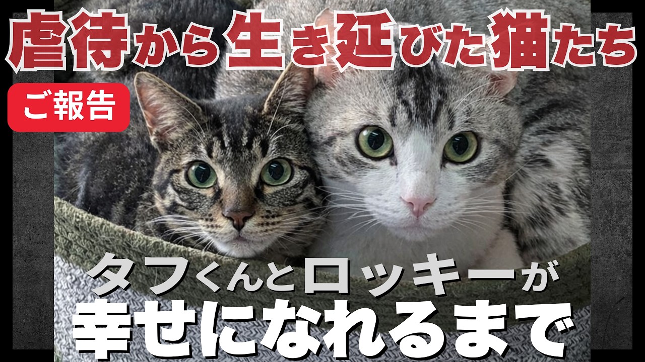 【神戸保護猫】虐待から生き延びた猫たち タフくんとロッキーが幸せになれるまで