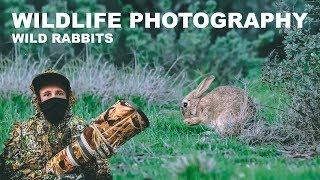 WILD RABBITS - WILDLIFE PHOTOGRAPHY | BEHIND THE SCENES