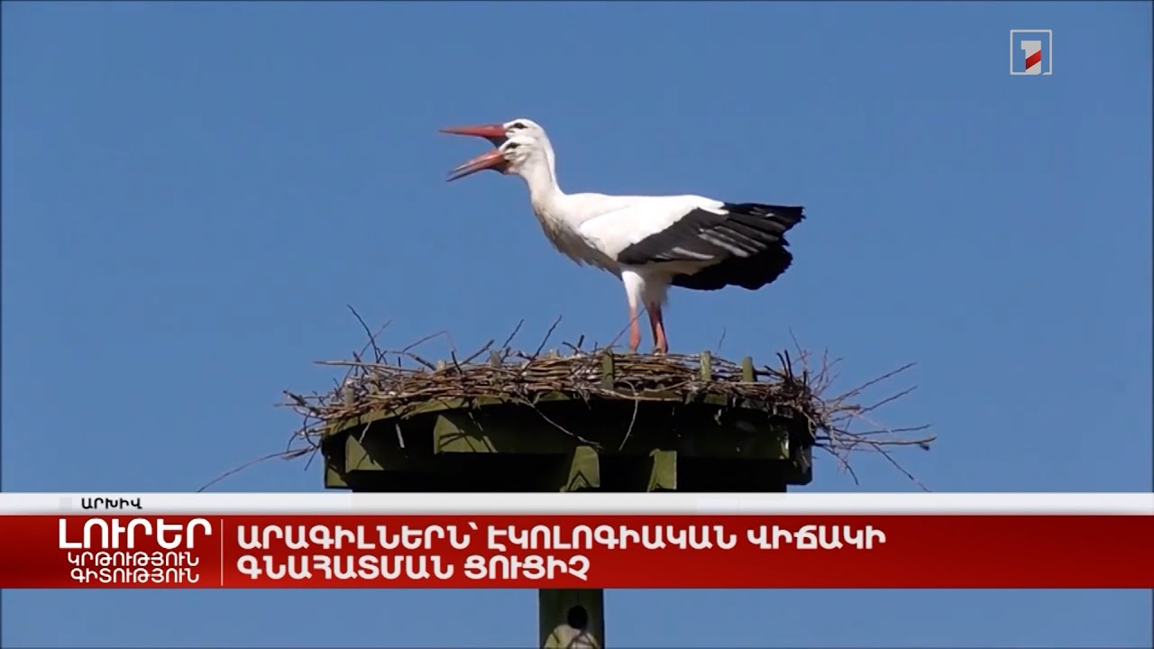 Արագիլները՝ էկոլոգիական վիճակի գնահատման ցուցիչ