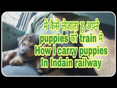 मे कैसे लेजाता हू अपने puppies को train मे  How i carry puppies  In Indain railway