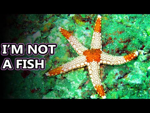 Starfish - Animal Fact Files thumbnail