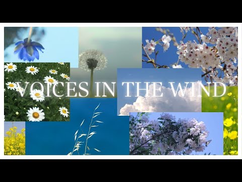 DoctorNoSense - Voices In The Wind [Official Music Video]