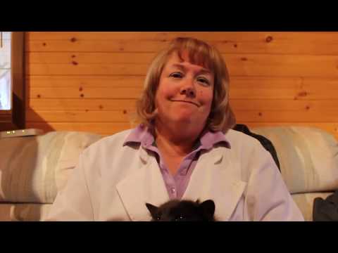 Pet Wellbeing's All-Natural Pain Relief for Cats