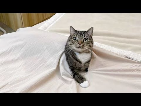 Funniest Cats Videos 2025 😼 Try Not To Laugh 😹 Part 1
