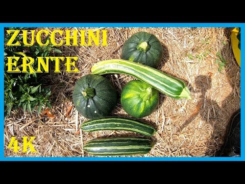 , title : 'Ertragreiche Ernte meiner runden und länglichen Zucchinis (Zucchettis) - 4K60fps'