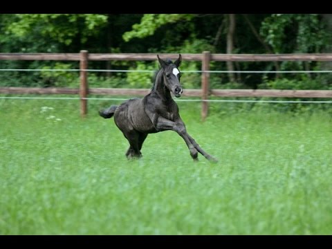 Hengstfohlen von Scuderia geb. 25.05.2015