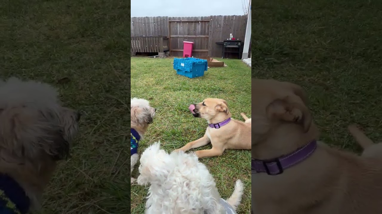 Enlarge Mitzy, a Adoptable mixed breed in Houston, TX video 6/6