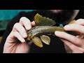 How to Tell the Difference? | Green Phantom Pleco