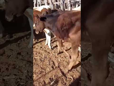 11 Animais: 1.200 reais cada em São Bento/ Paraíba. Whatsapp 84 99810 2784*#gado #pecuarista