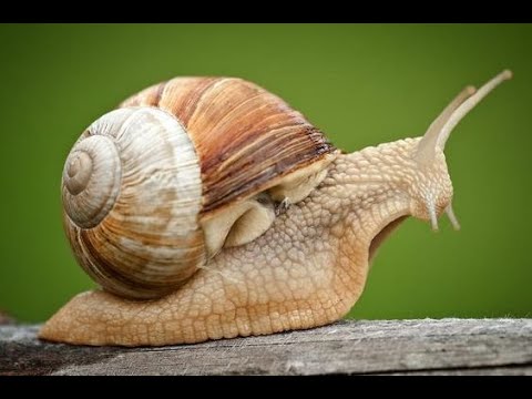 Il ciclo vitale della CHIOCCIOLA