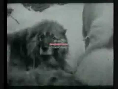 Il dottore di komarovskiya su lyambly Lascarid striscia in una gola