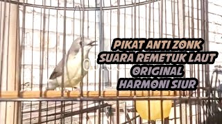 Download lagu PIKAT !!! Remetuk Laut Suara Original Jernih | Harmoni Siur Anti Zonk mp3