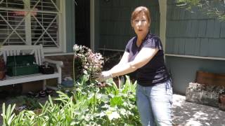 How to Trim Dead Blooms From a Rose Bush : Garden Space