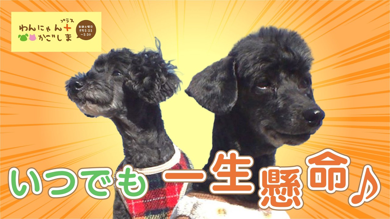 #520　3月21日放送回「いつでも一生懸命♪」　見逃し配信データ