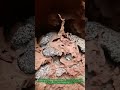 Termite Nest in Dam: Secret Enemy Destroying Reservoirs Exposed!