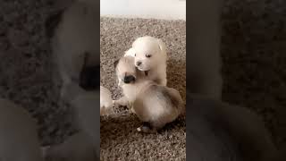 Jack Russell Terrier Puppies Videos