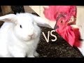 Cute Rabbit Chases Rooster 