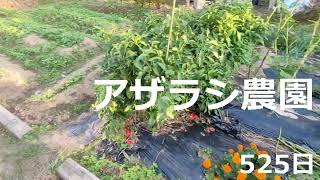 525日 いつまで残す夏野菜【アザラシ農園】