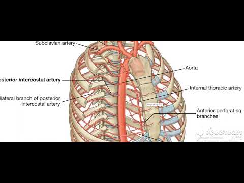 Thoracic cage
