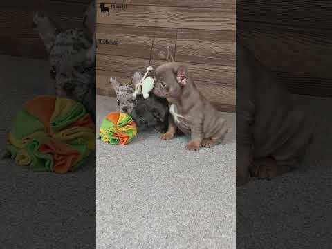 Video 5