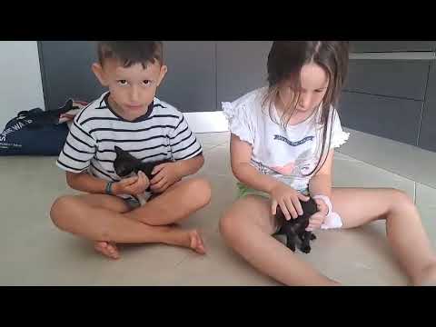 Vídeo de KIRO