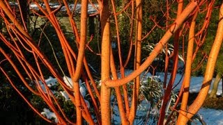 Acer x conspicuum 'Phoenix'