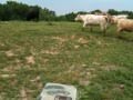 Cows Fighting